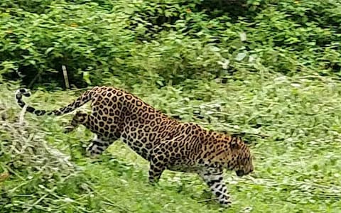 Choci Coorg